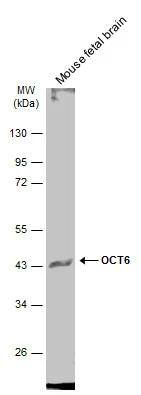 OCT6 Antibody - BSA Free