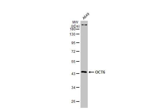 OCT6 Antibody - BSA Free