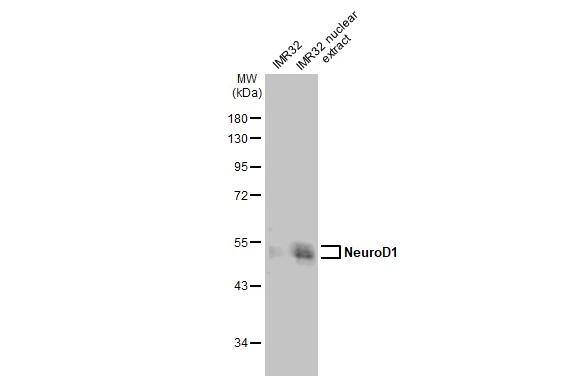 NeuroD1 Antibody - BSA Free