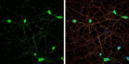 VGluT3 Antibody - BSA Free