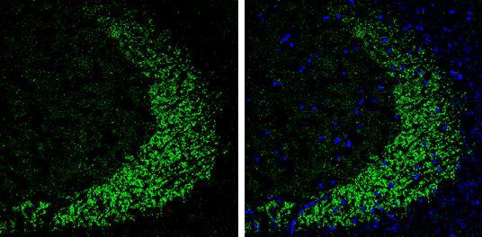ELAVL4 Antibody - BSA Free
