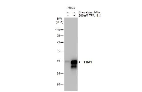 FRA-1/FOSL1 Antibody