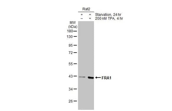 FRA-1/FOSL1 Antibody