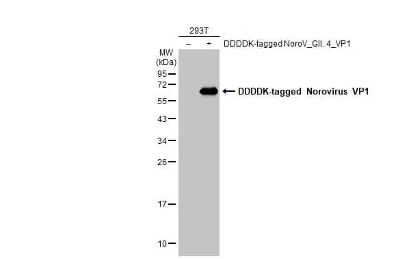 Norovirus VP1 Antibody