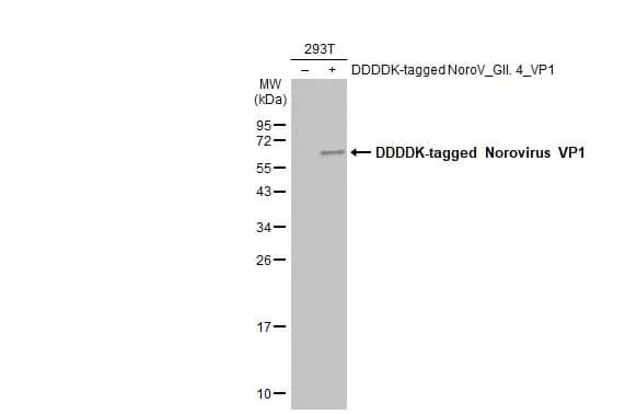 Norovirus VP1 Antibody