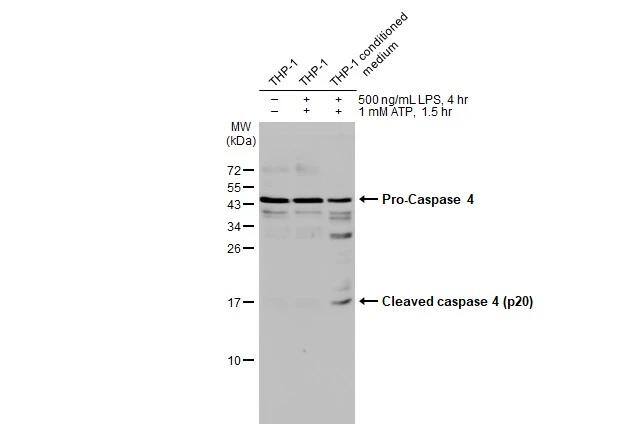 Caspase-4 Antibody - BSA Free