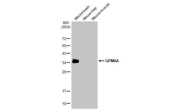 GPM6A Antibody - BSA Free