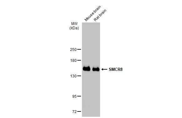 SMCR8 Antibody - BSA Free