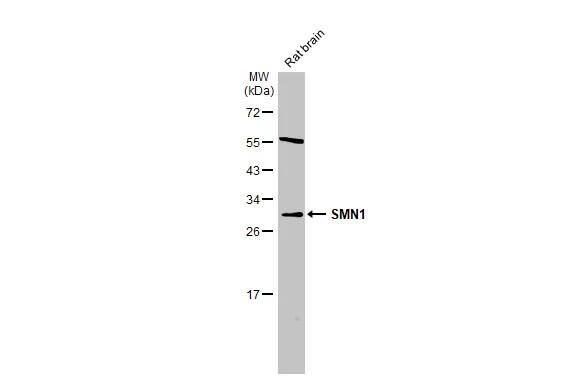 SMN Antibody