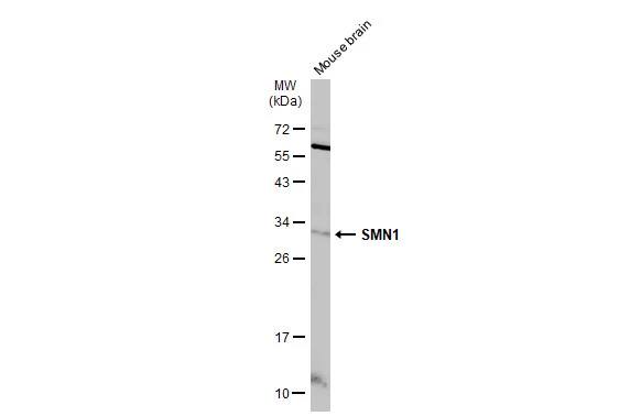 SMN Antibody