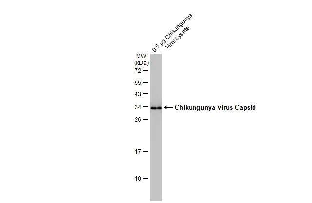 Chikungunya Virus Capsid Antibody - BSA Free