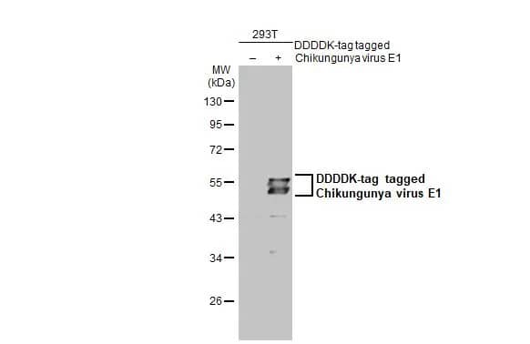 Chikungunya Virus E1 Antibody