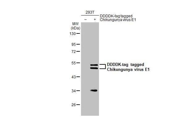 Chikungunya Virus E1 Antibody - BSA Free
