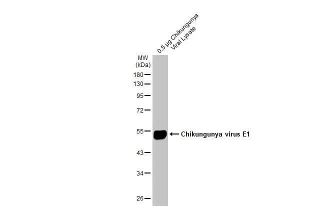 Chikungunya Virus E1 Antibody - BSA Free