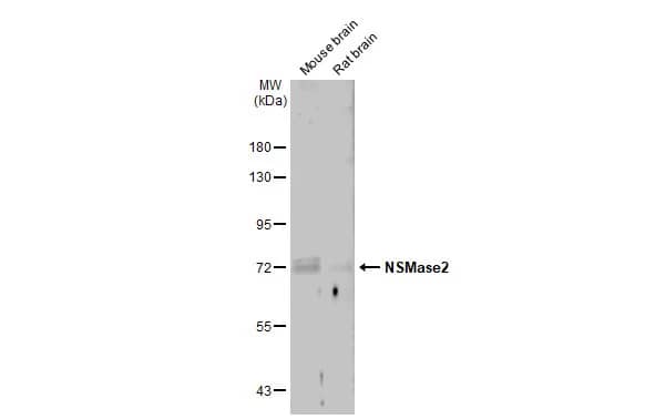 SMPD3/NSMase2 Antibody