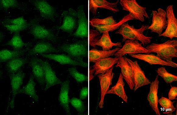 RRAGA Antibody