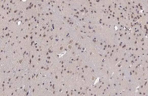 RRAGA Antibody