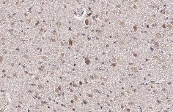 RRAGA Antibody