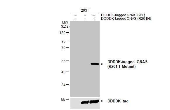 G protein alpha Antibody - R201H Mutant