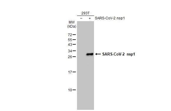 SARS-CoV-2 nsp1 Antibody - BSA Free
