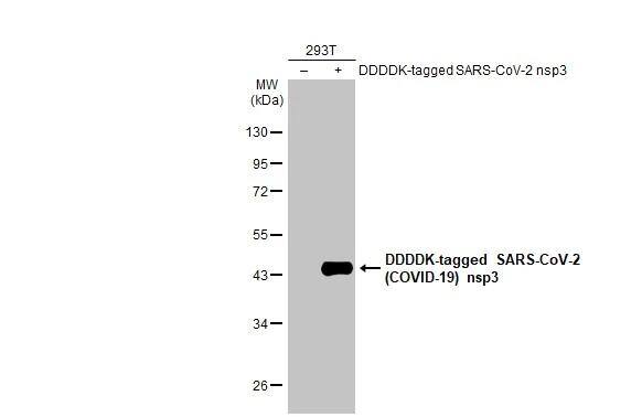 SARS-CoV-2 nsp3 Antibody - BSA Free