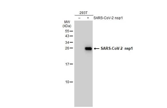 SARS-CoV-2 nsp1 Antibody