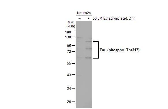 Tau [p Thr217] Antibody