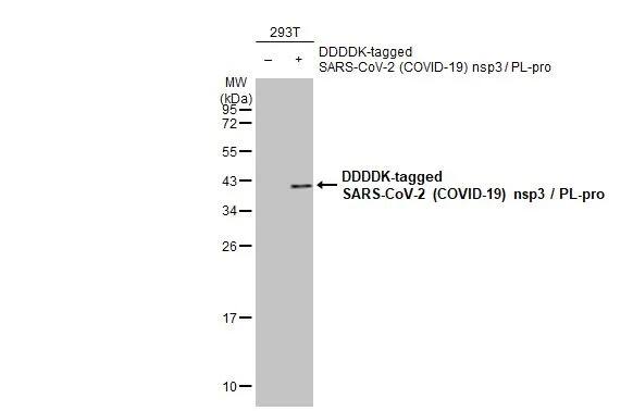 SARS-CoV-2 nsp3 Antibody