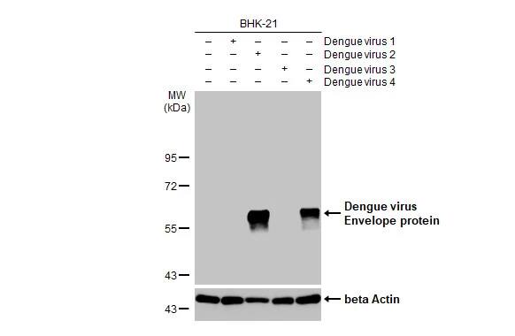 Dengue Virus 2 Envelope Antibody (GT214)