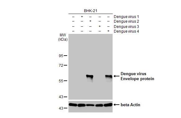 Dengue Virus 2 Envelope Antibody (GT643)