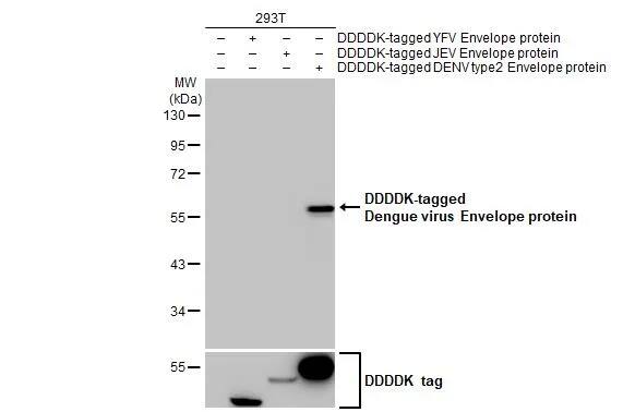 Dengue Virus 2 Envelope Antibody (GT643)