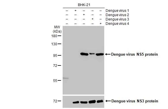Dengue Virus NS5 Antibody (GT361)