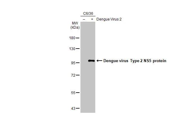 Dengue Virus NS5 Antibody (GT361)