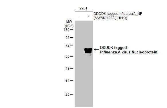 Influenza A H1N1 Nucleoprotein Antibody (GT1236) - (A/WSN/1933)