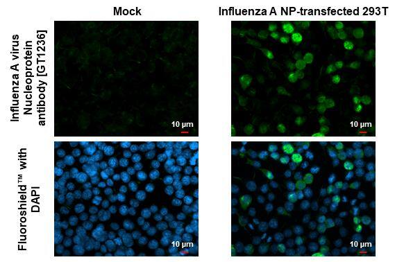 Influenza A H1N1 Nucleoprotein Antibody (GT1236) - (A/WSN/1933) - Azide and BSA Free