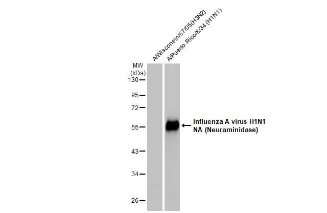 Influenza A H1N1 Neuraminidase Antibody (GT288) - (A/WSN/1933)