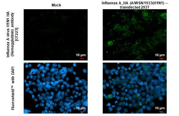 Influenza A H1N1 Hemagglutinin Antibody (GT223) - (A/WSN/1933) - Azide and BSA Free