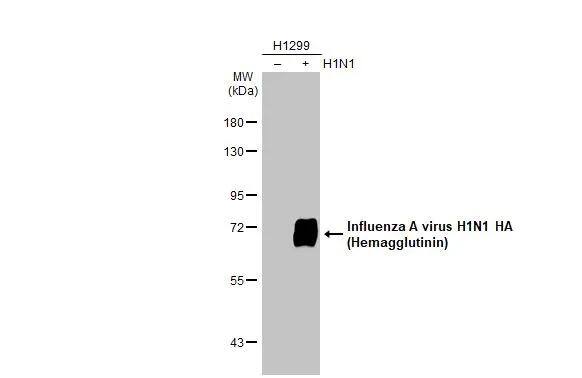 Influenza A H1N1 Hemagglutinin Antibody (GT223) - (A/WSN/1933) - Azide and BSA Free