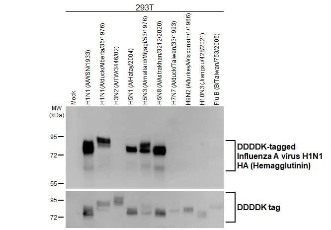 Influenza A H1N1 Hemagglutinin Antibody (GT223) - (A/WSN/1933) - Azide and BSA Free