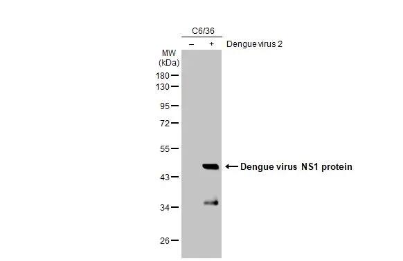 Dengue Virus NS1 protein Antibody (GT1061)