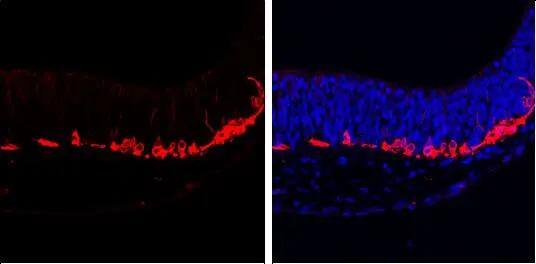 beta-III Tubulin Antibody (GT1338) - Azide and BSA Free