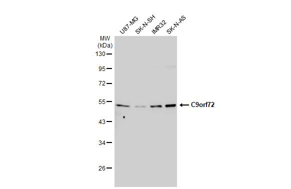 C9orf72 Antibody (779)