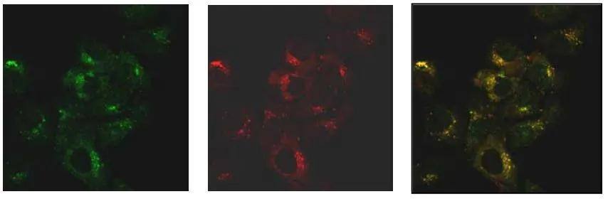 SNX27 Antibody (1C6) - Azide and BSA Free