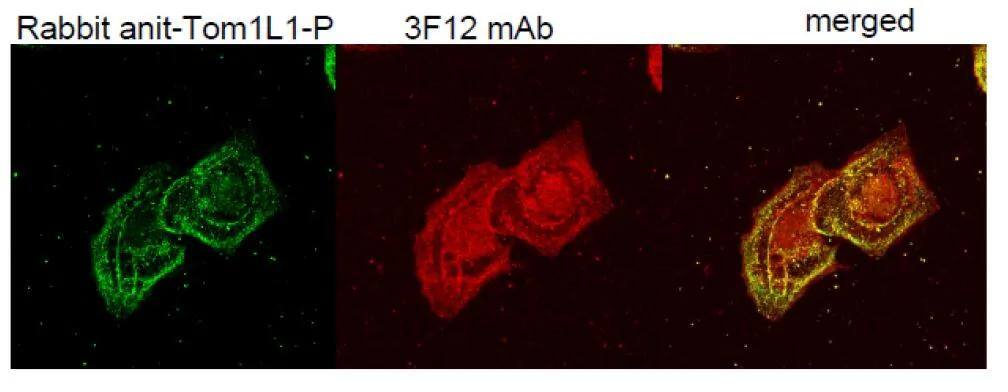 TOM1L1 Antibody (3F12) - Azide and BSA Free