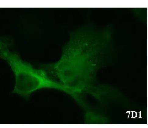 CACNB3 Antibody (7D1) - Azide and BSA Free