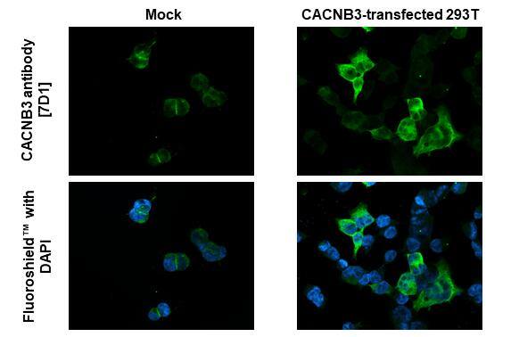 CACNB3 Antibody (7D1) - Azide and BSA Free