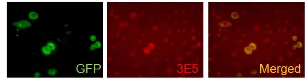 VAMP-5 Antibody (3E5) - Azide and BSA Free