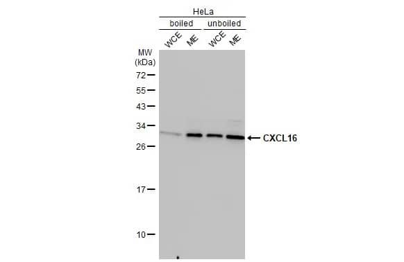 CXCL16 Antibody (GT516)