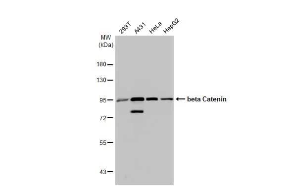 beta-Catenin Antibody (GT2169)