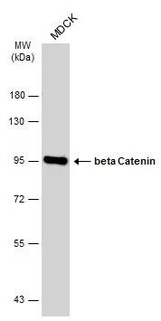 beta-Catenin Antibody (GT2169)